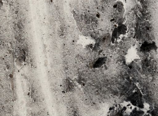 Entamoeba coli