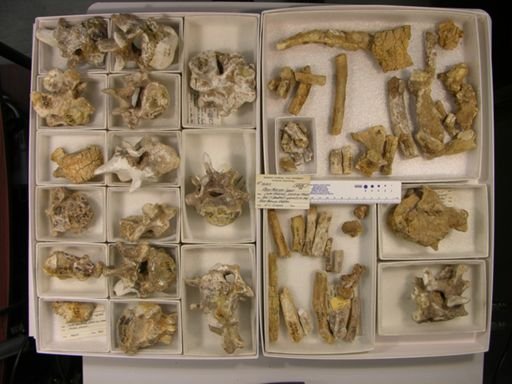 Moeritherium lyonsi