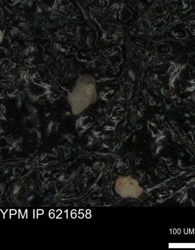 undet. Foraminiferida