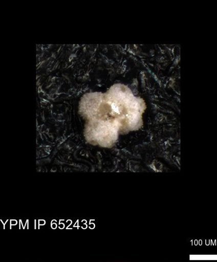 undet. Rugoglobigerinidae