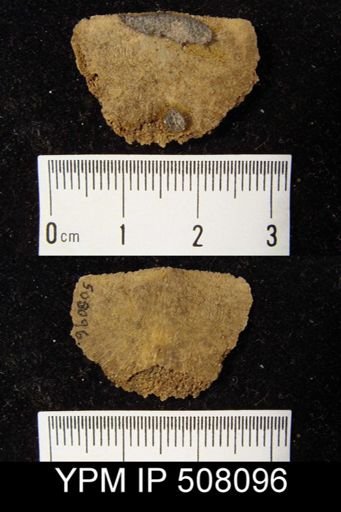undet. Strophomenida