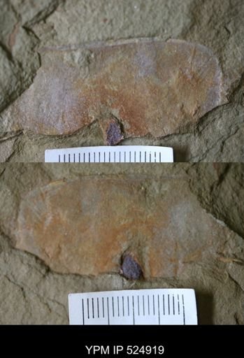undet. Arthropoda