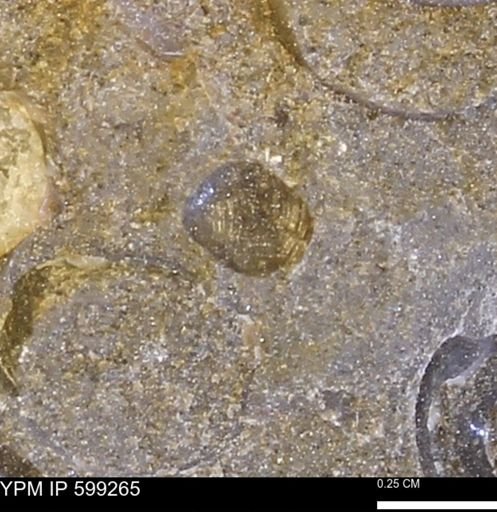 Protocardia subquadrata