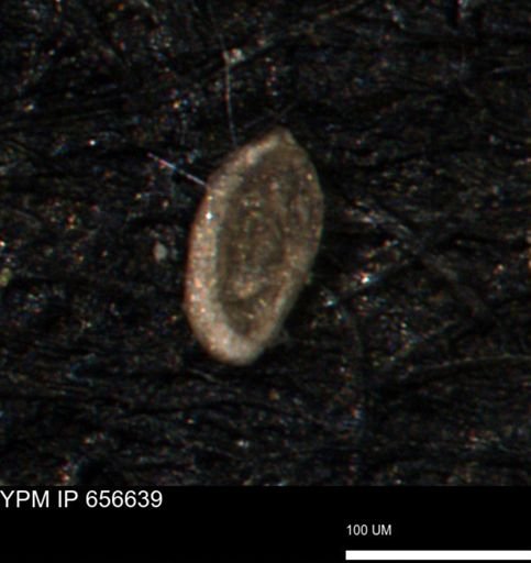 Spirolocammina planula