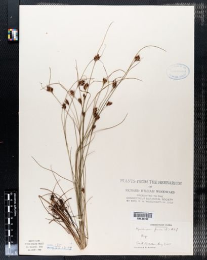 Rhynchospora fusca