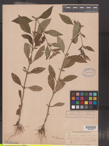 Mimulus alatus