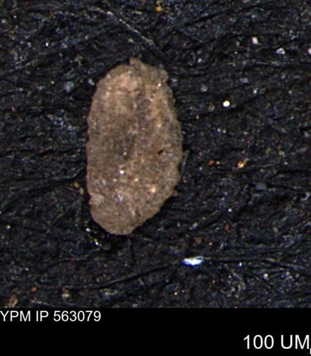 Miliammina manitobensis