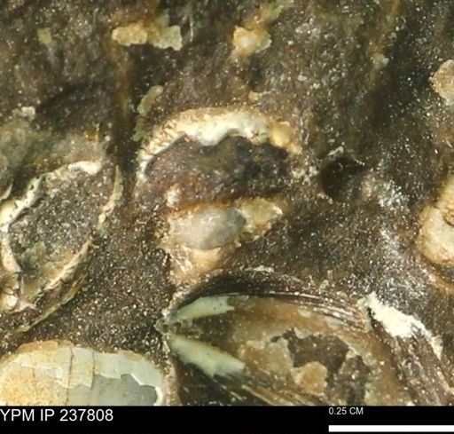 undet. Bivalvia