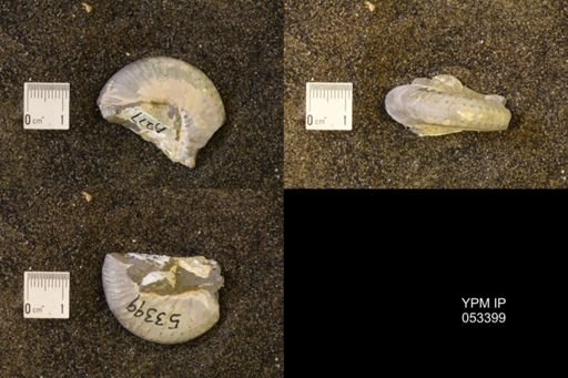 Discoscaphites conradi
