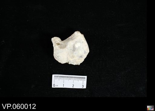 Mosasauridae