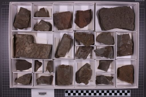 mixed taxa, stratigraphic collection