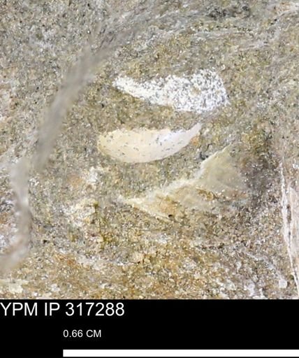 undet. Mollusca