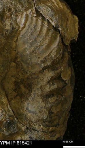 Inoceramus sp.