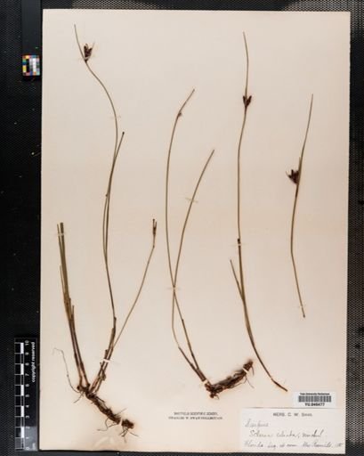 Scleria