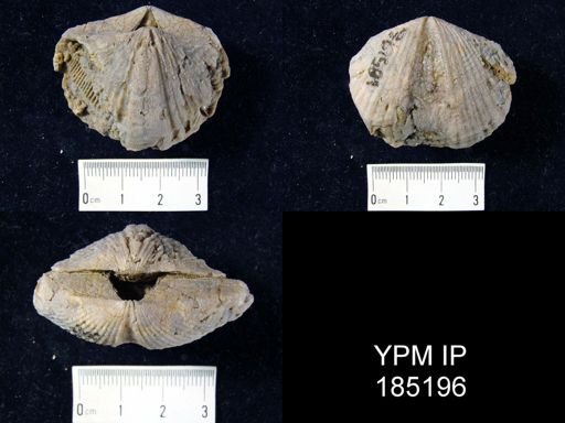 Spinocyrtia sp.