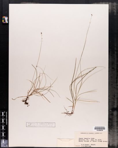 Carex disperma