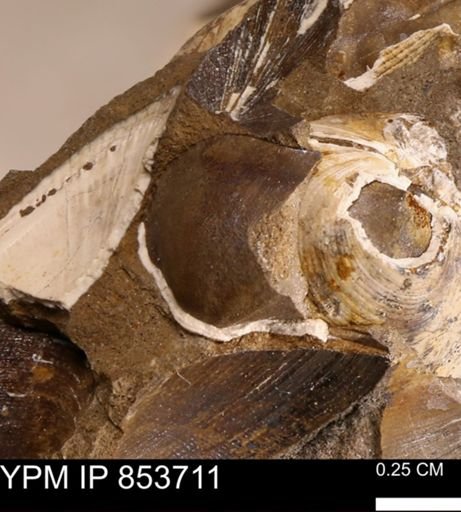 Parallelodon?