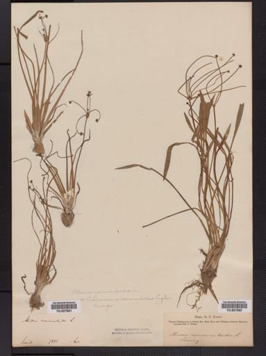 Echinodorus