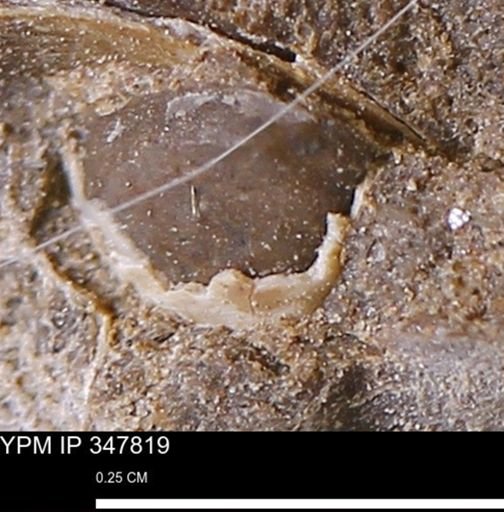 undet. Bivalvia