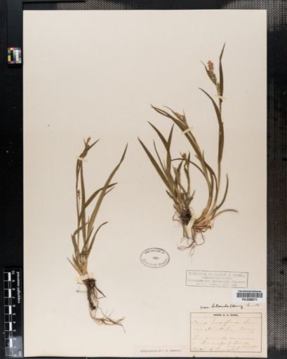 Carex blanda
