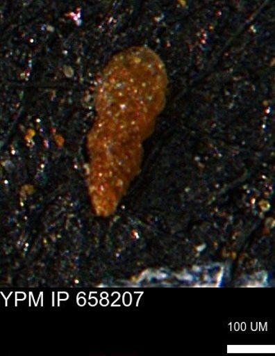 undet. Foraminiferida