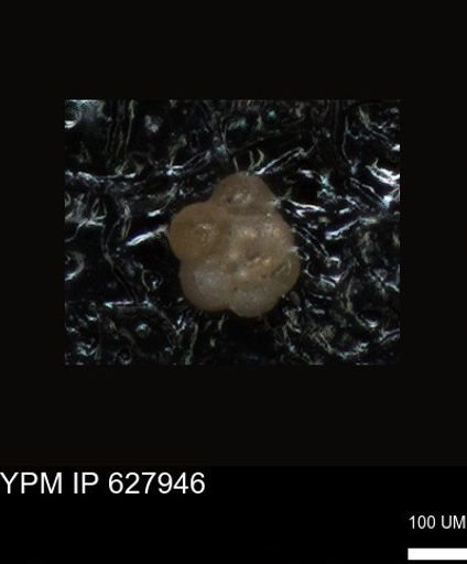 undet. Foraminiferida