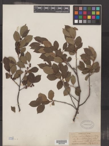 Ilex verticillata var. tenuifolia