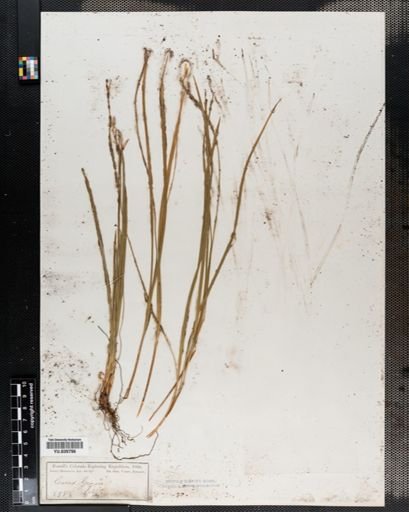 Carex geyeri