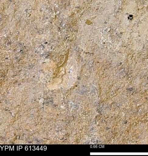 Scaphites sp.
