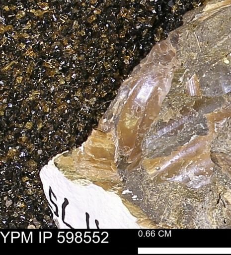 Inoceramus sp.