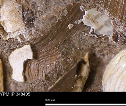 undet. Mollusca