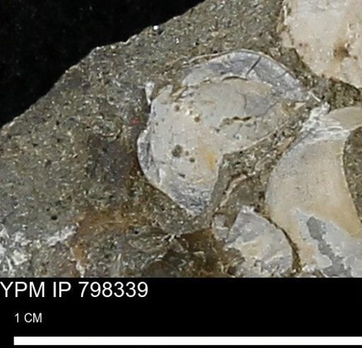 Protocardia