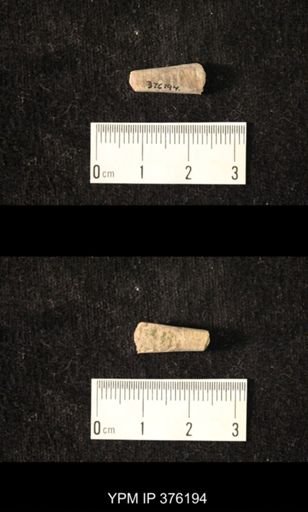 Pseudorthoceras knoxense