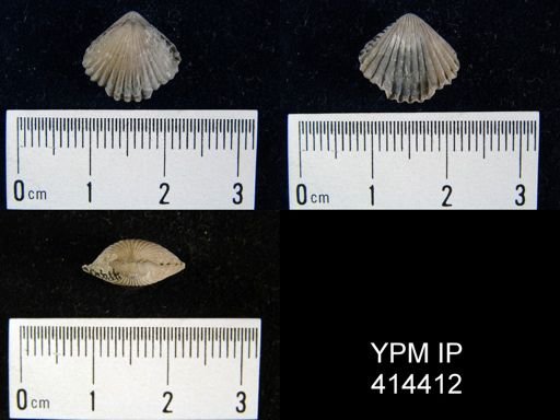 Callipleura?