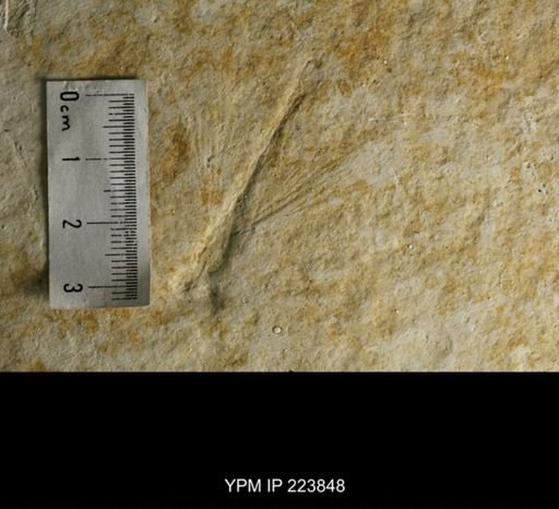 undet. Odonata