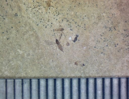 Diptera?