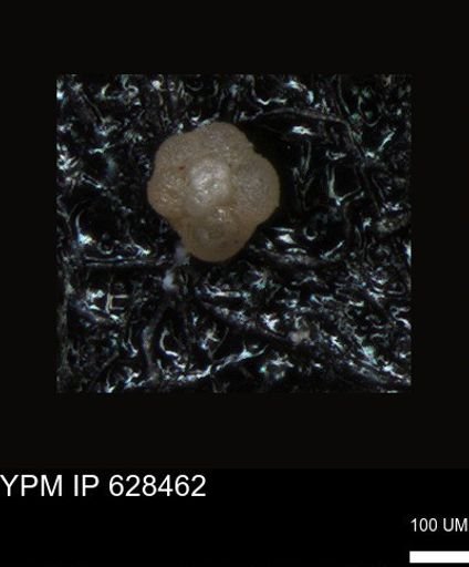 undet. Foraminiferida