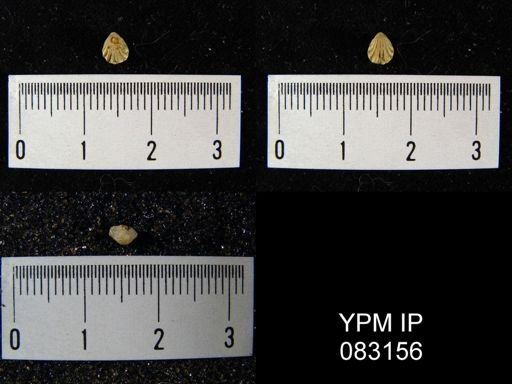 Camarotoechia bialveata