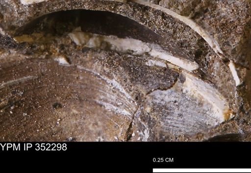 undet. Mollusca