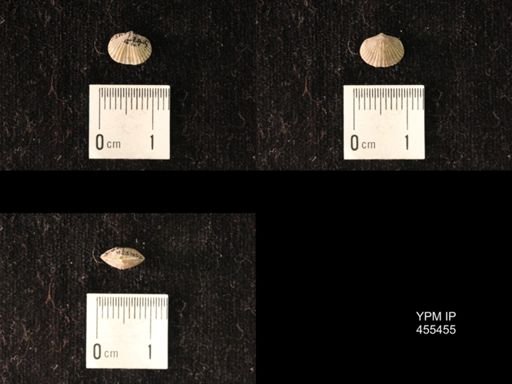 Platystrophia morrowensis