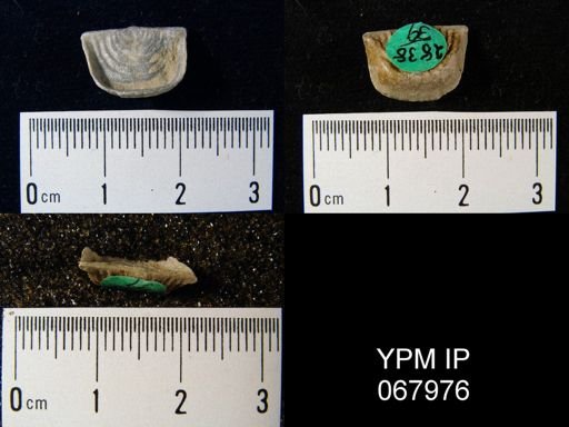 Leptaena rhomboidalis
