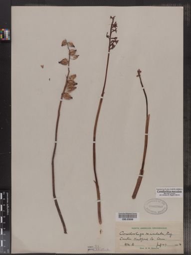 Corallorhiza maculata