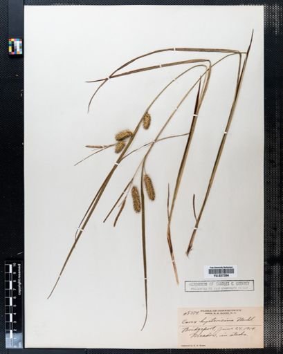 Carex hystericina