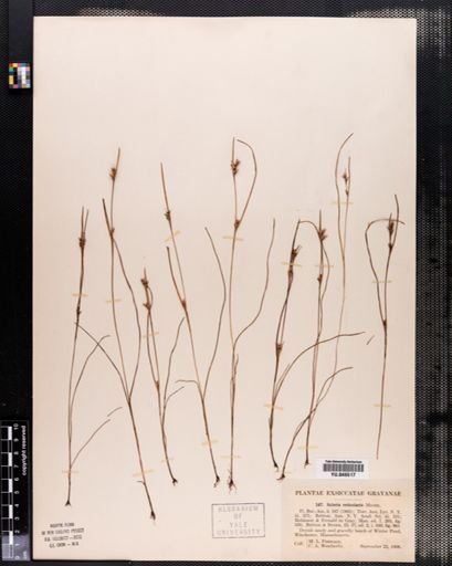Scleria reticularis