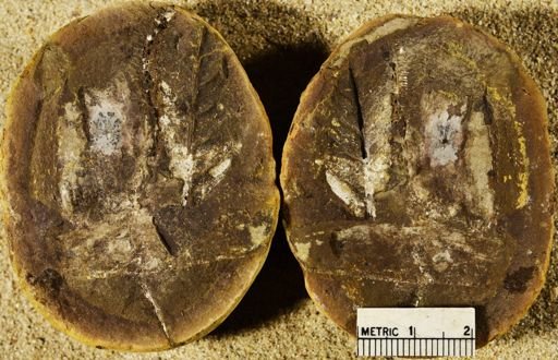 Pecopteris