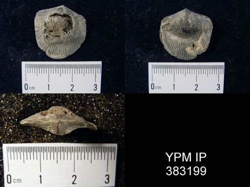 Atrypa sp.