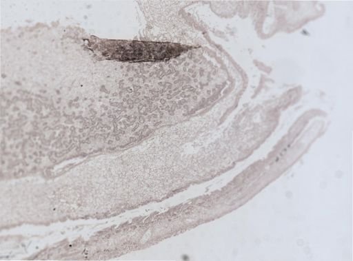 Crassostrea virginica