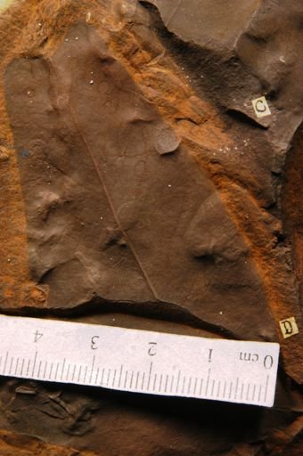 Liriodendropsis simplex
