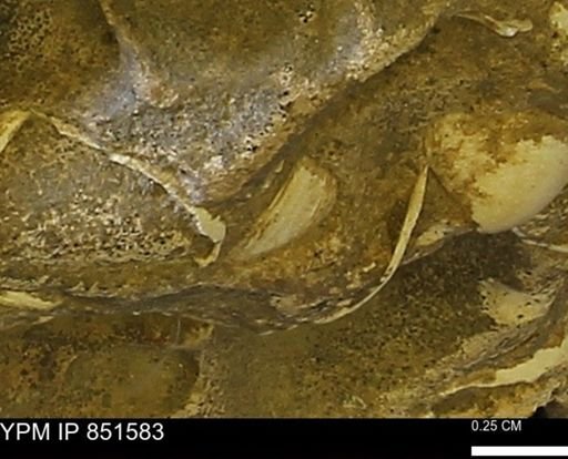 Limopsis striatopunctatus