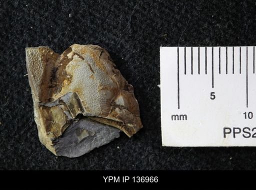 Ctenocephalus maltheus